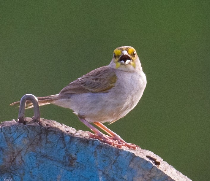 Yellow-browed Sparrow - José Martín