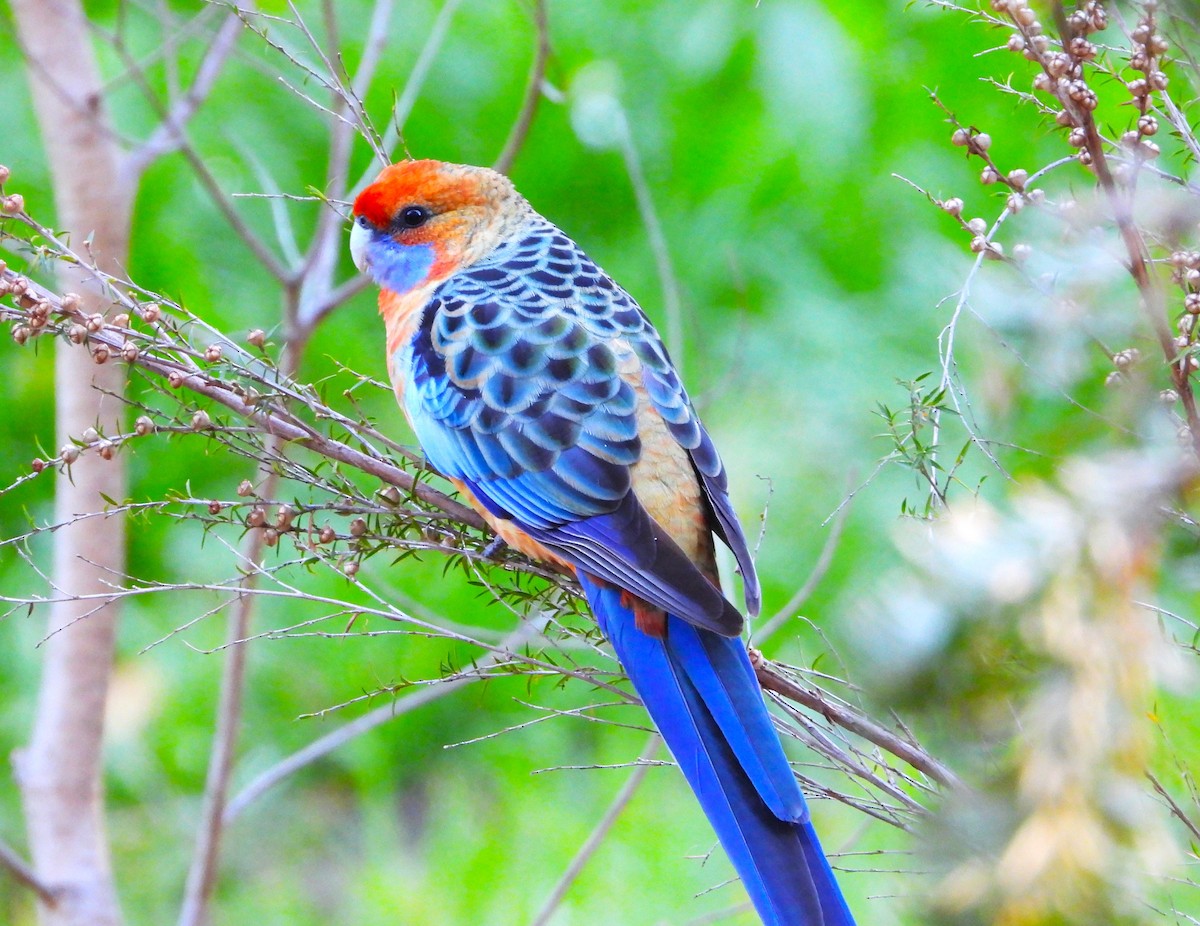 Crimson Rosella - Gordon Rich