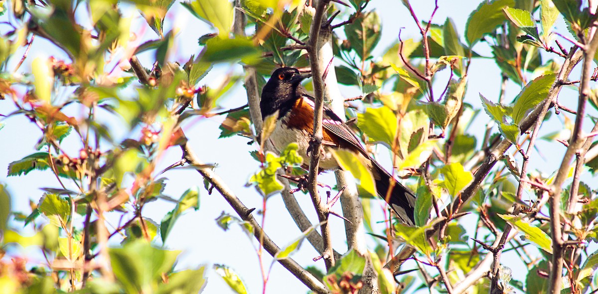 Spotted Towhee - Greg kerluke