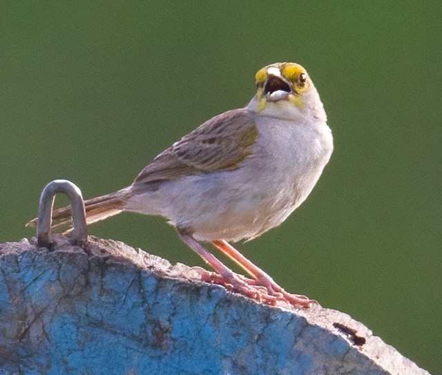 Yellow-browed Sparrow - José Martín