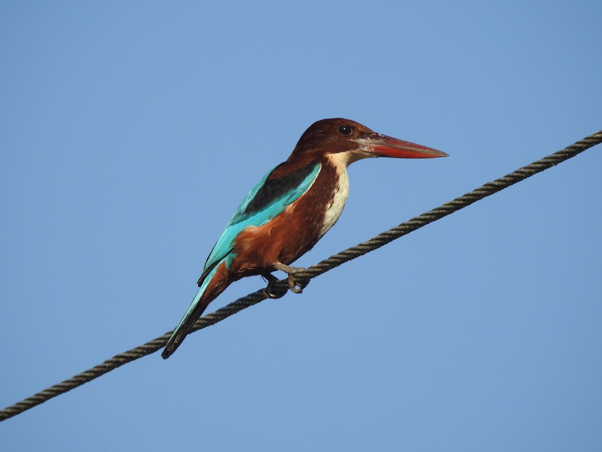 White-throated Kingfisher - Selvaganesh K