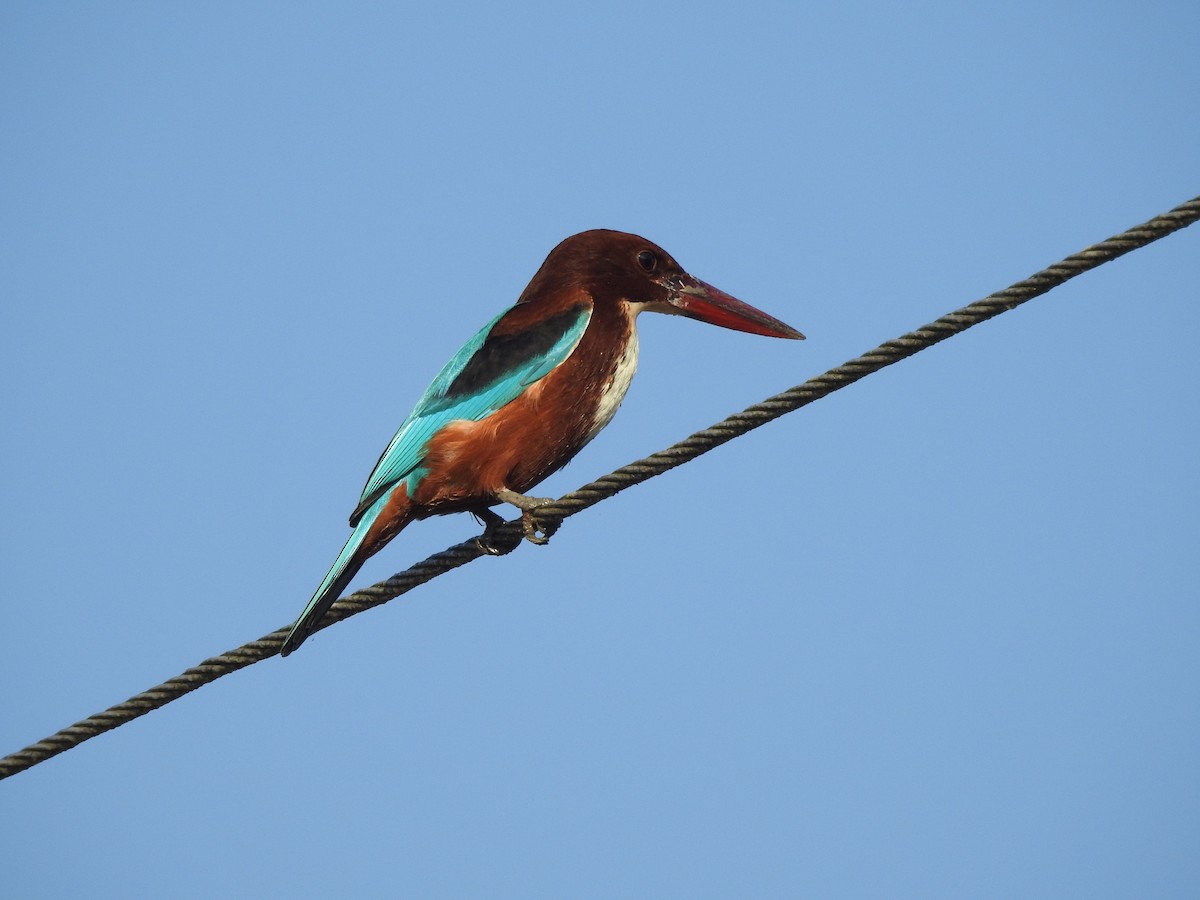 White-throated Kingfisher - Selvaganesh K