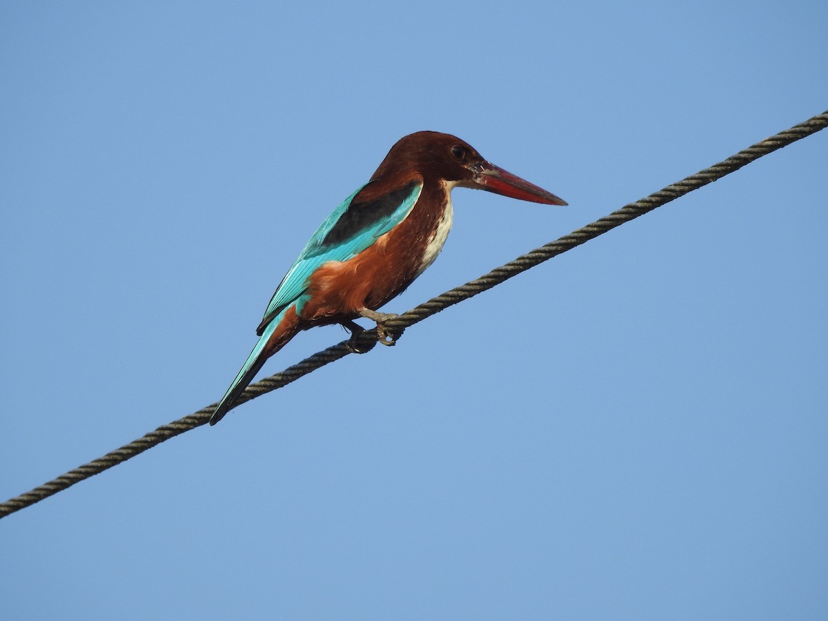 White-throated Kingfisher - Selvaganesh K