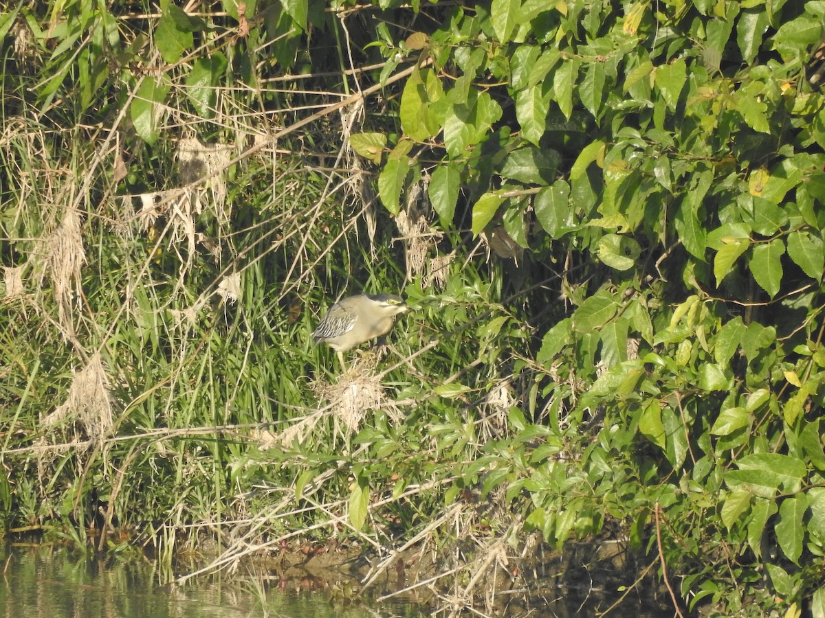 Striated Heron - Selvaganesh K