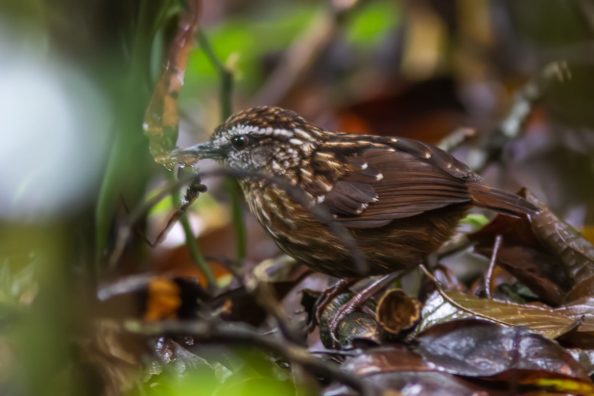 Eyebrowed Wren-Babbler - Wade Strickland