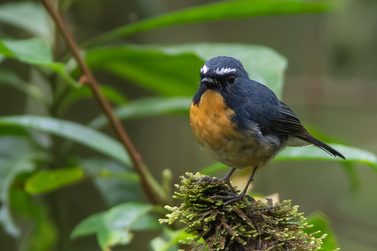 Snowy-browed Flycatcher - ML619559138