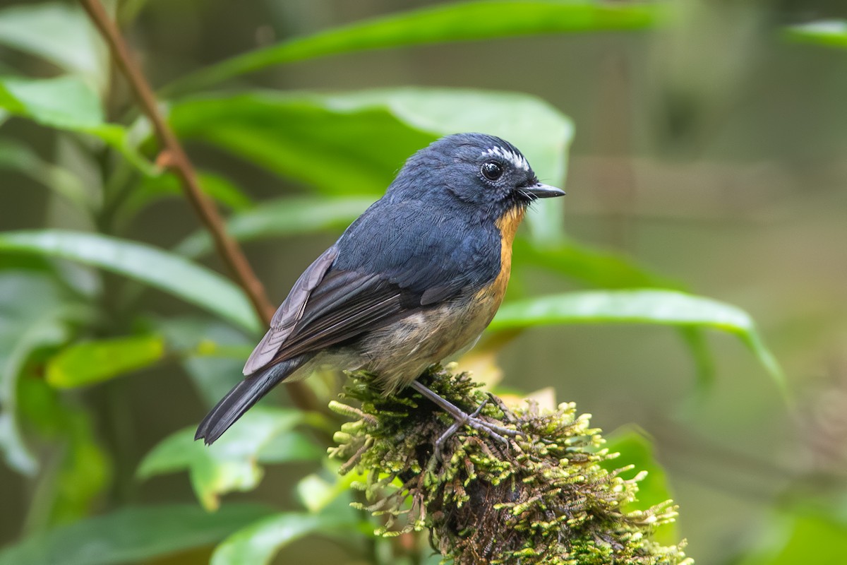 Snowy-browed Flycatcher - ML619559139