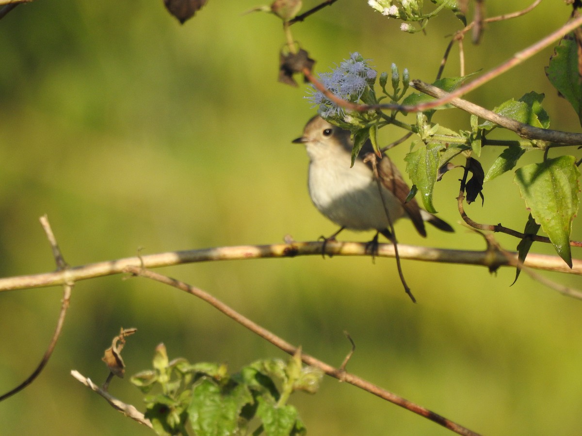 Taiga Flycatcher - Selvaganesh K