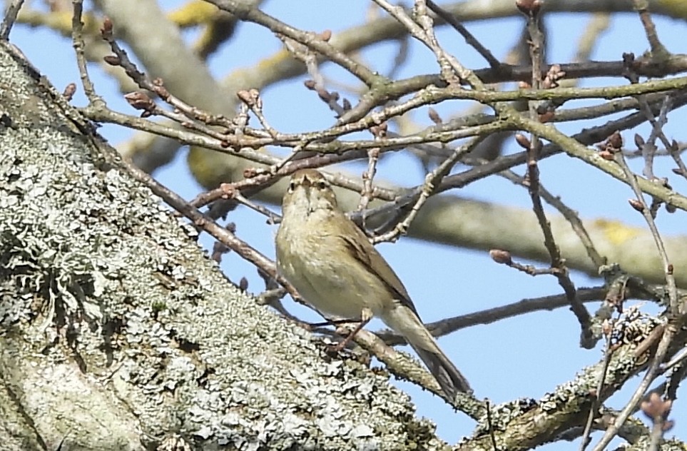 Common Chiffchaff - Erica Kawata