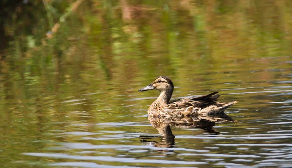 Garganey - Folkert Hindriks