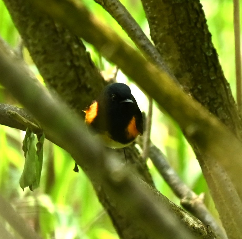 American Redstart - Nicolle and H-Boon Lee