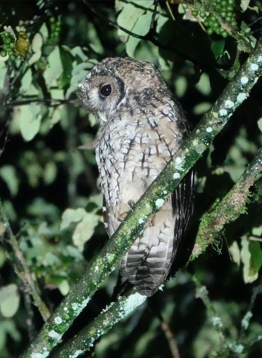 Himalayan Owl - Zhongyu Wang