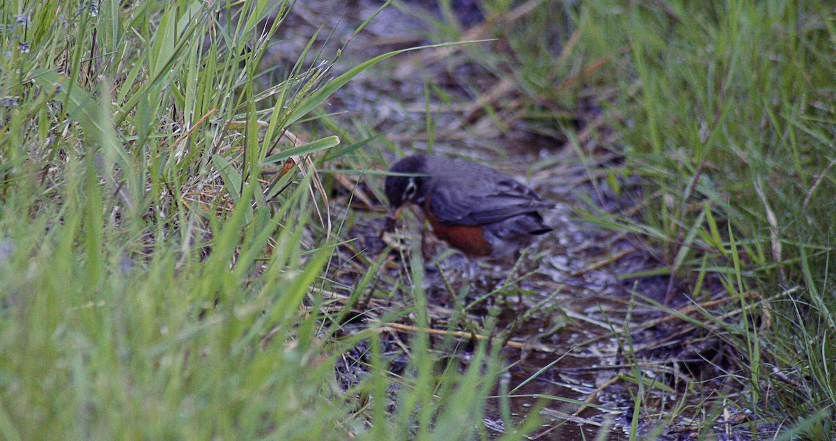 American Robin - Greg kerluke