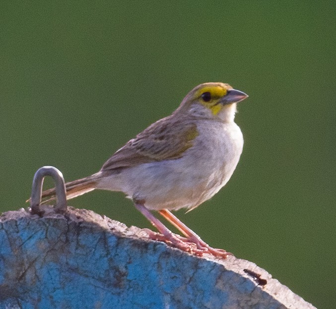 Yellow-browed Sparrow - José Martín