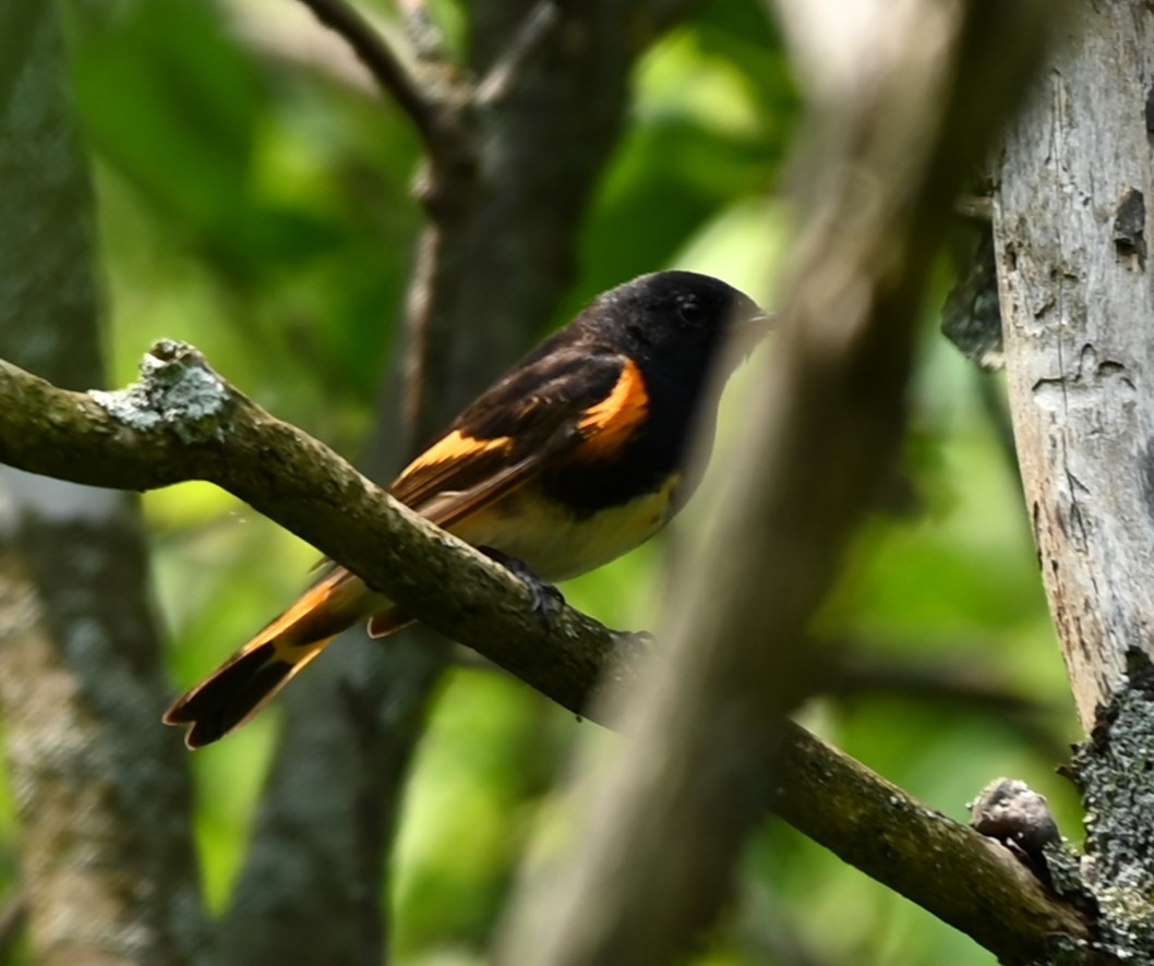 American Redstart - Nicolle and H-Boon Lee