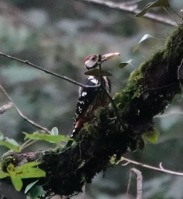 White-backed Woodpecker - Zhongyu Wang