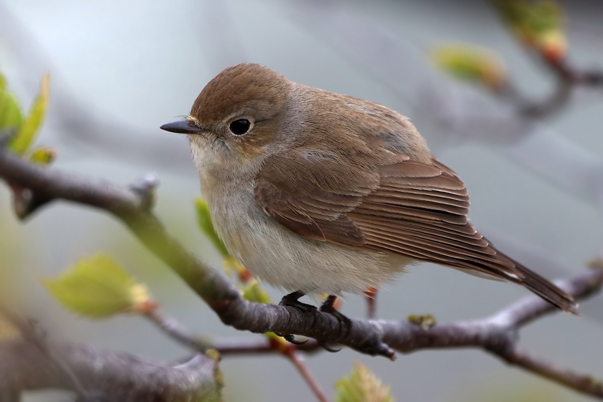 Taiga Flycatcher - ML619559178