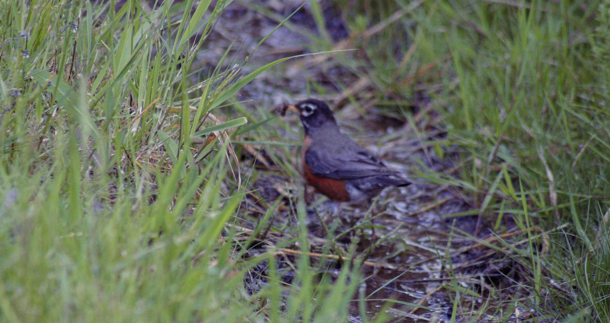 American Robin - Greg kerluke