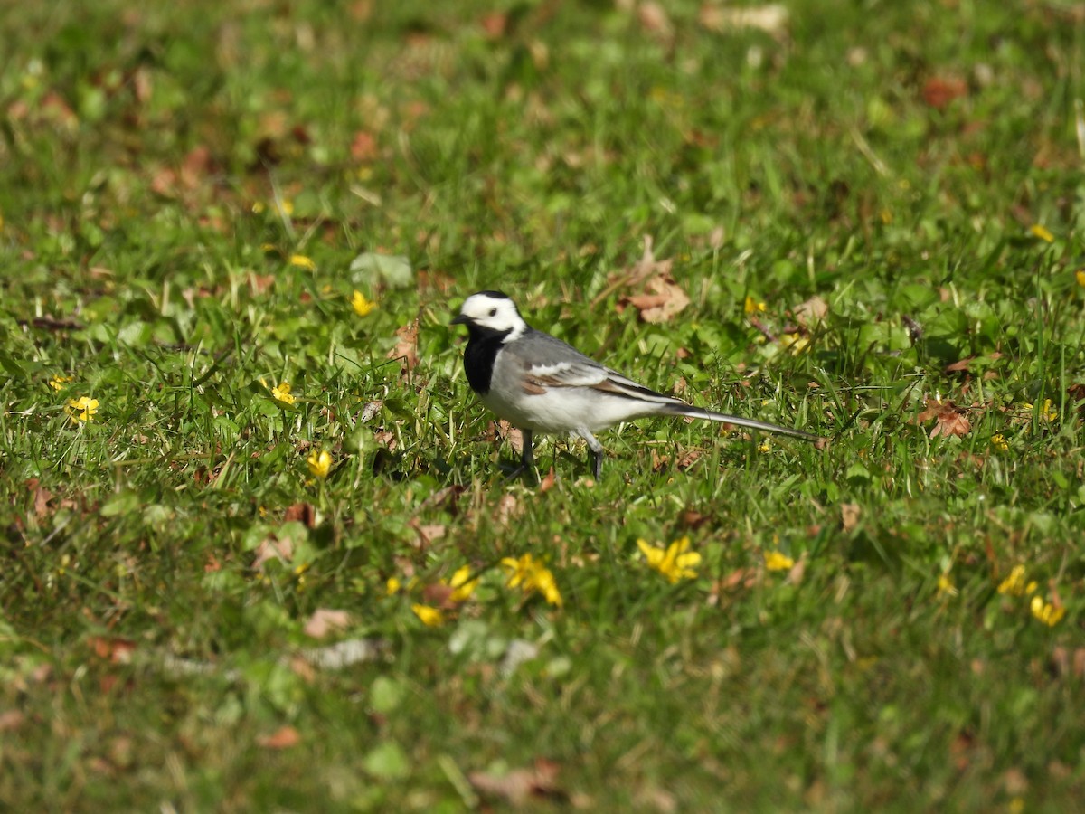 White Wagtail - Erica Kawata