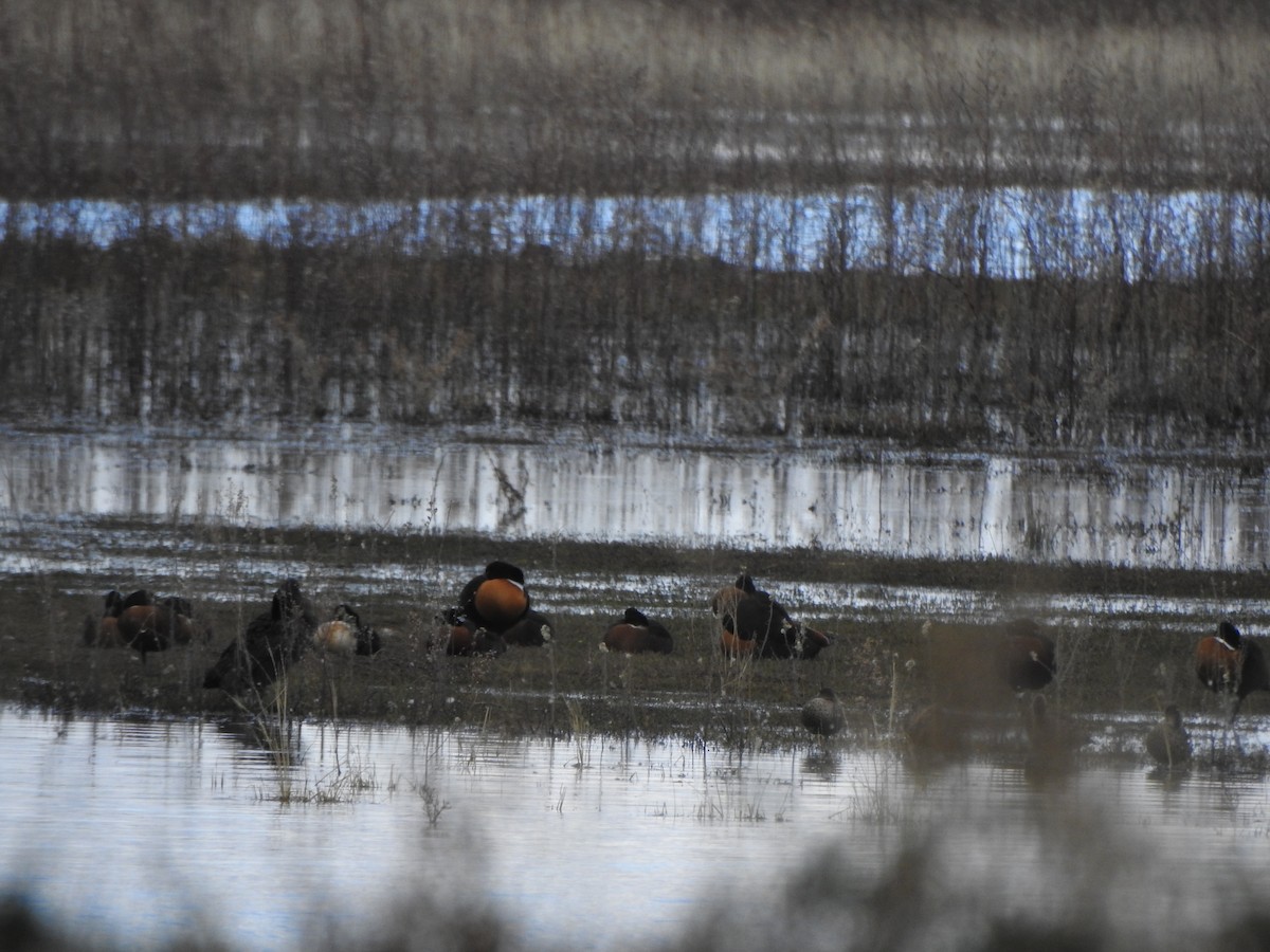 Australian Shelduck - DS Ridley