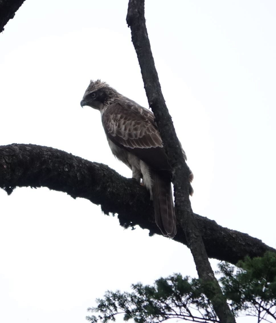 Mountain Hawk-Eagle - ML619559188