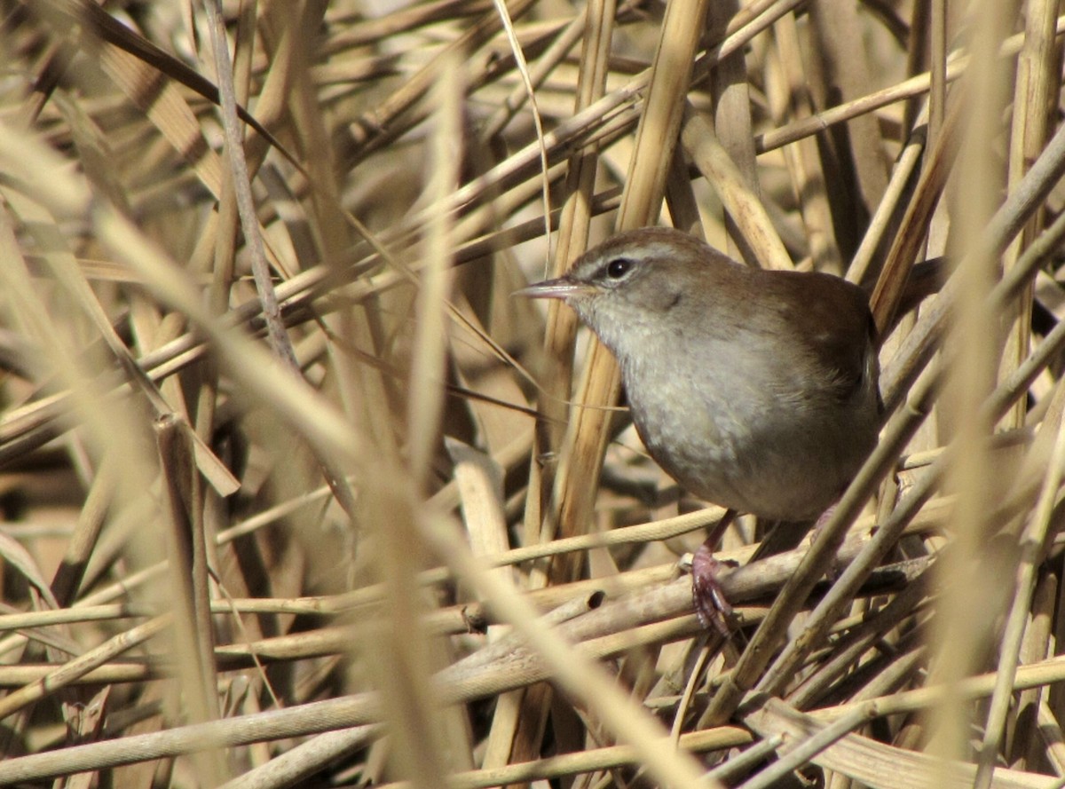 Cetti's Warbler - Peter Milinets-Raby