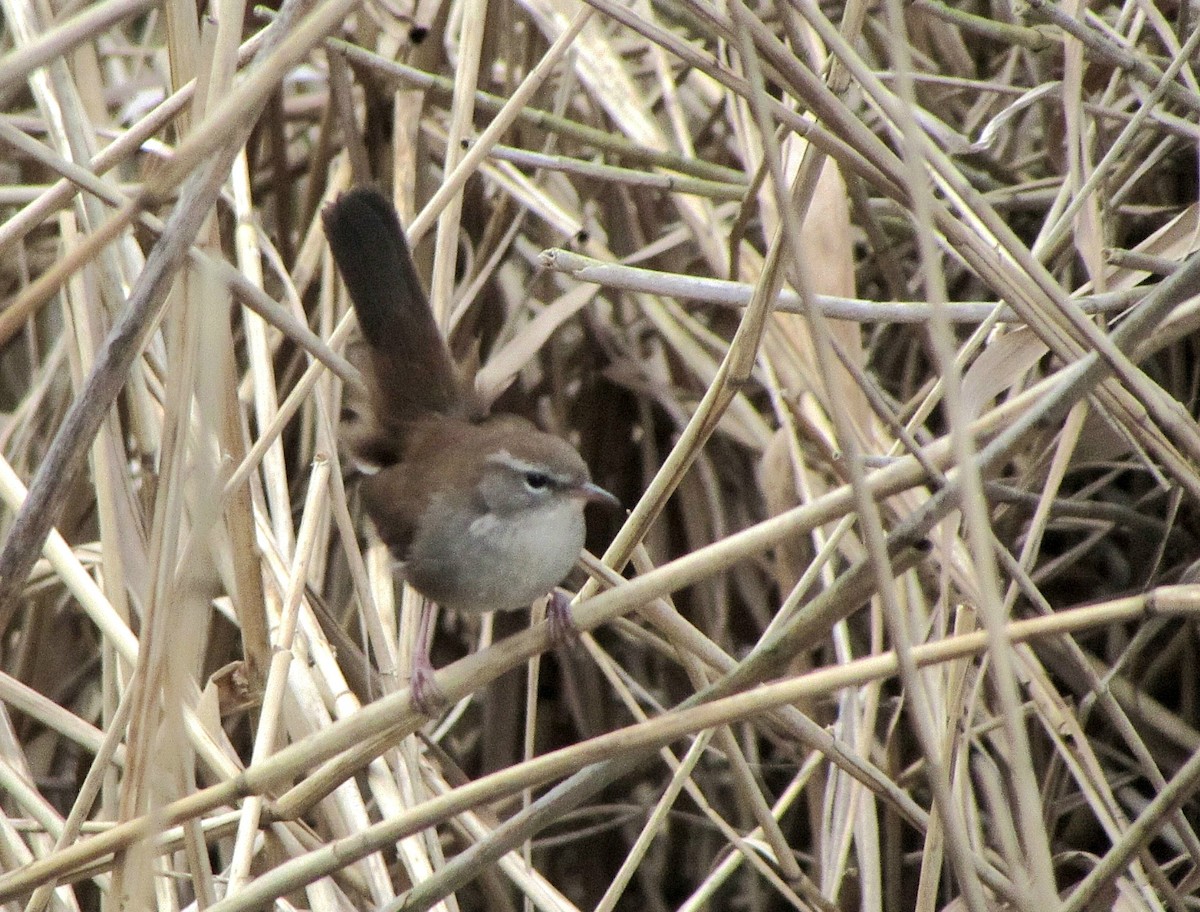 Cetti's Warbler - Peter Milinets-Raby