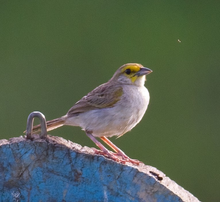 Yellow-browed Sparrow - José Martín