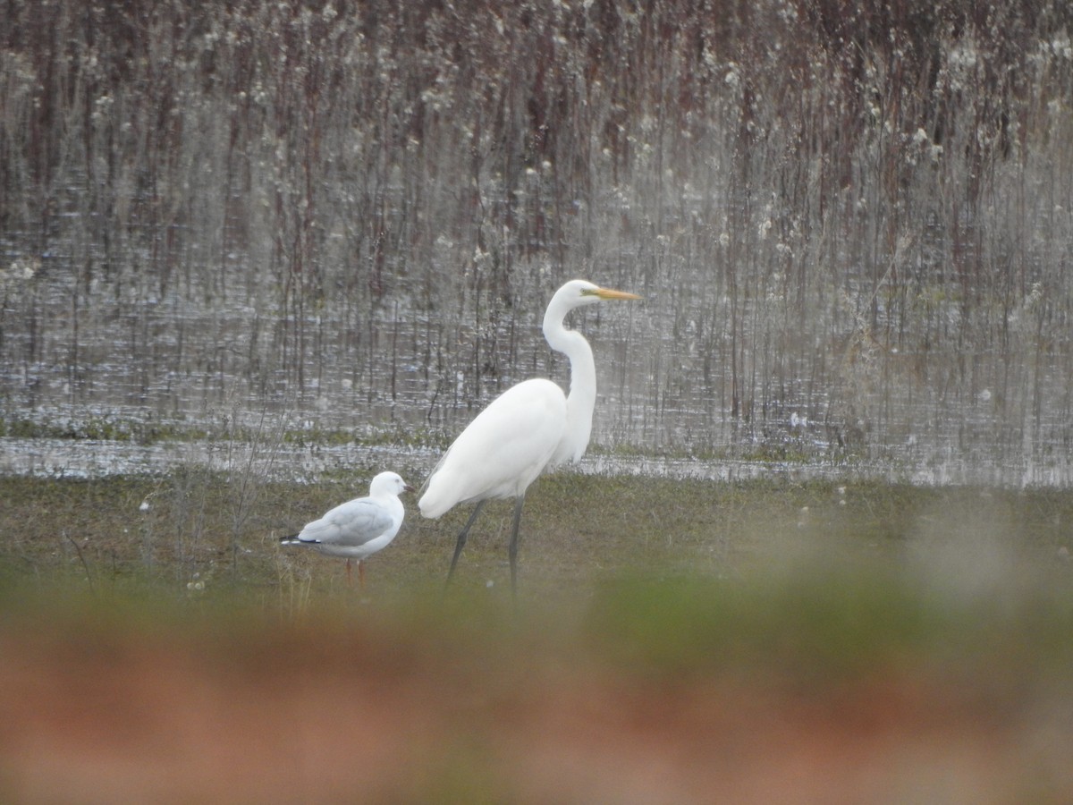 Great Egret - DS Ridley