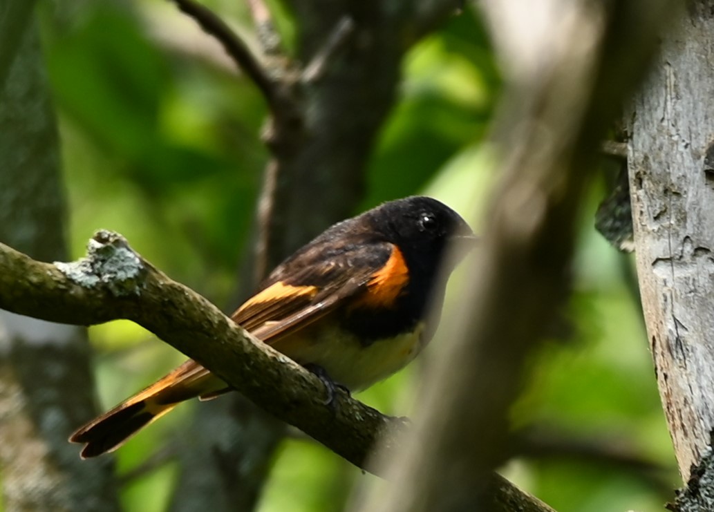 American Redstart - Nicolle and H-Boon Lee