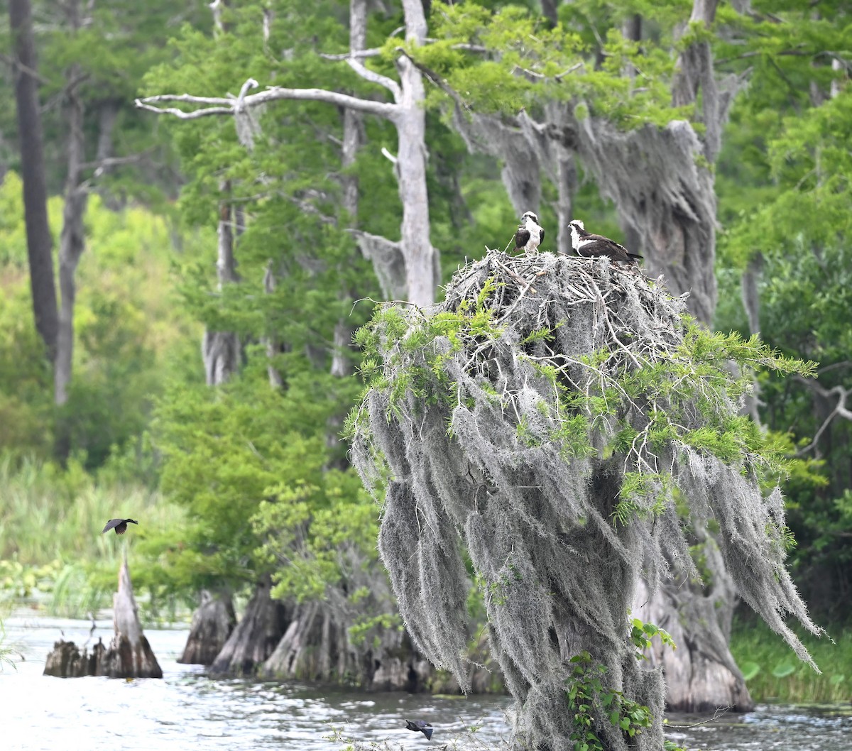 Osprey - Ann Stinely