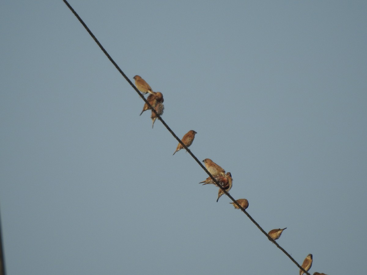 Scaly-breasted Munia - Selvaganesh K