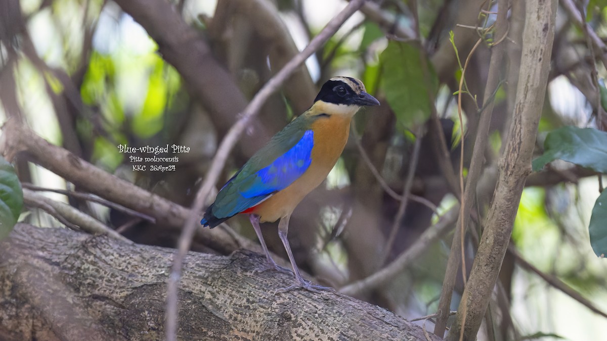 Blue-winged Pitta - Kenneth Cheong