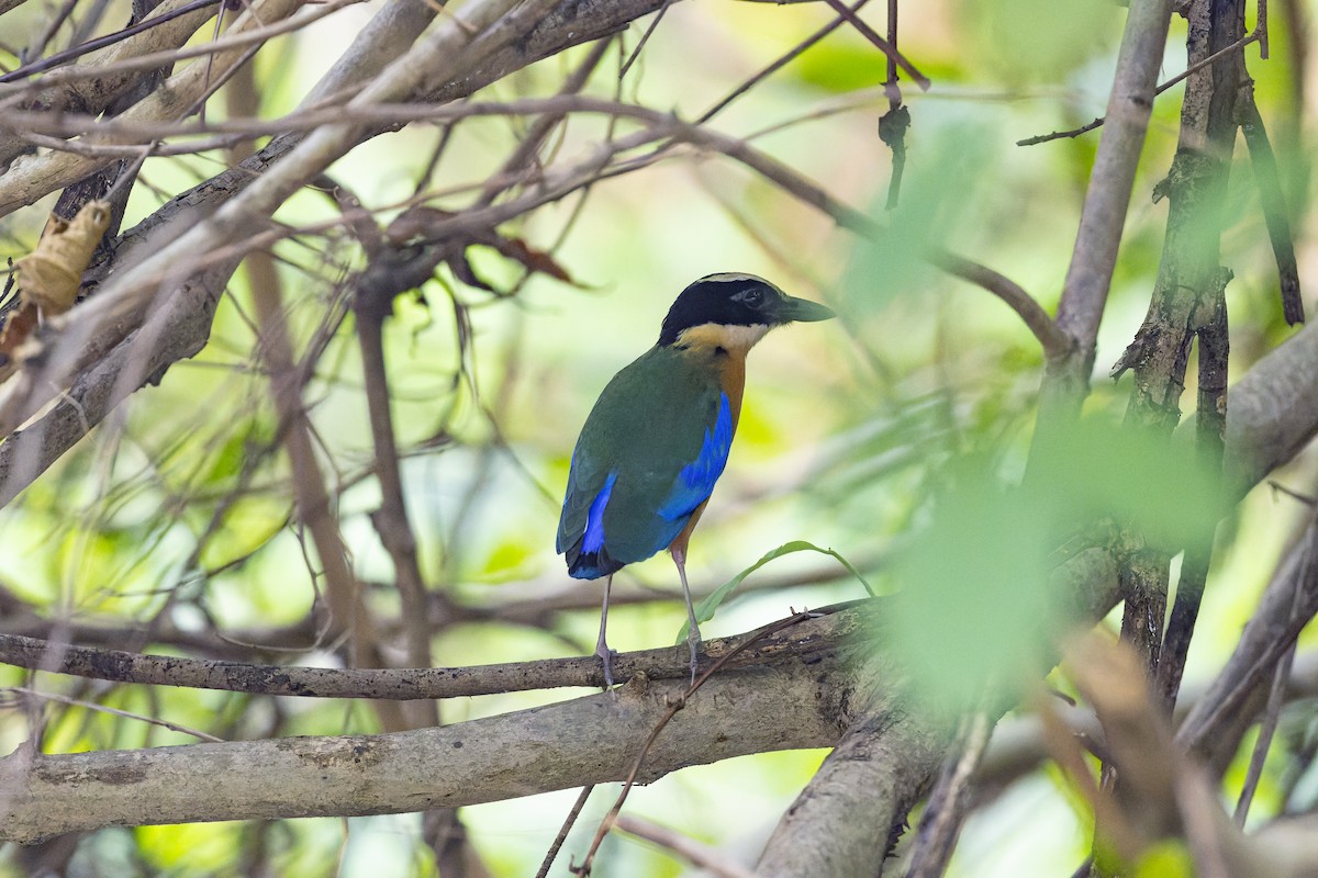 Blue-winged Pitta - Kenneth Cheong