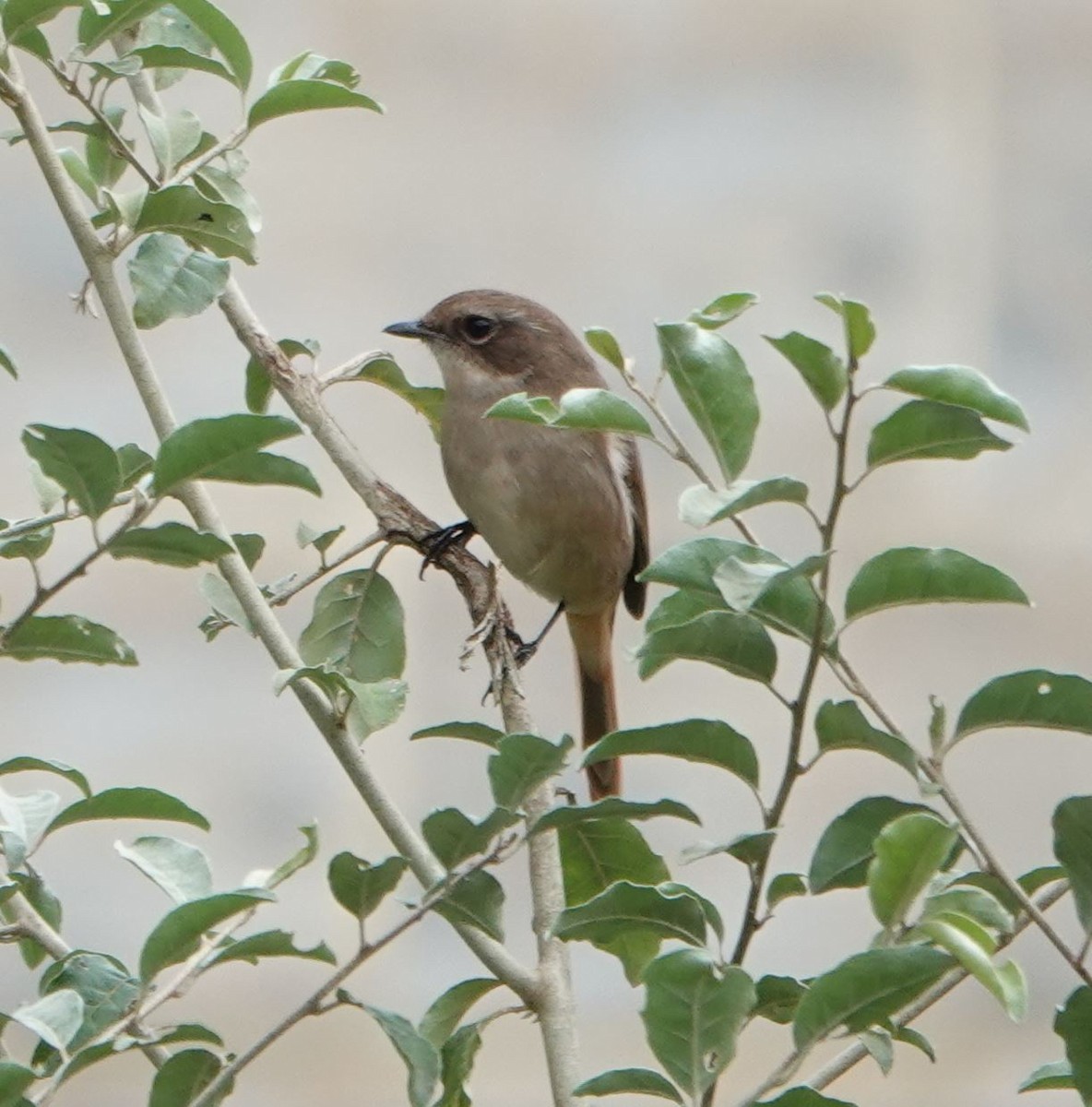 Gray Bushchat - ML619559205