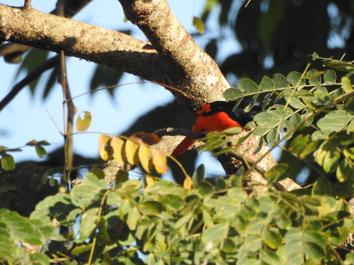 Scarlet Minivet - Selvaganesh K