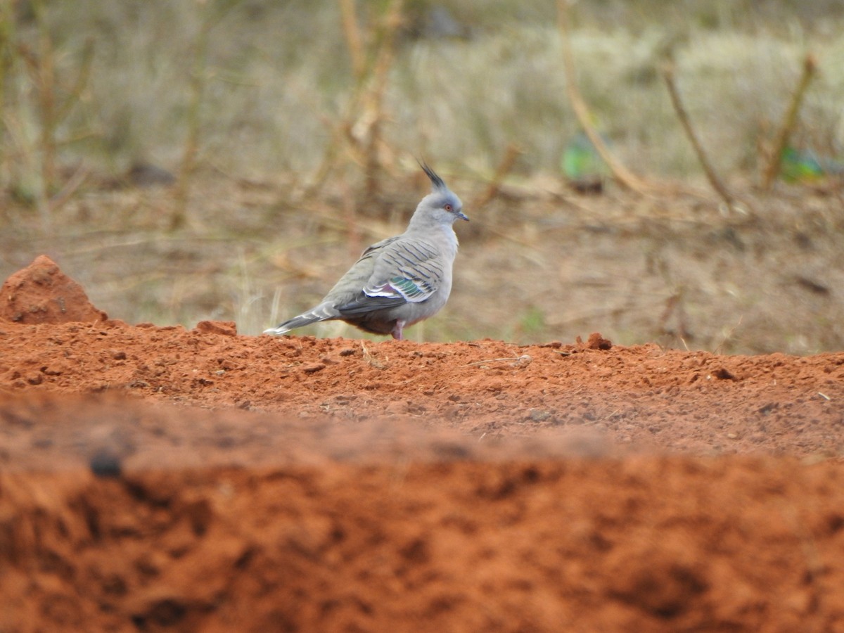 Crested Pigeon - DS Ridley