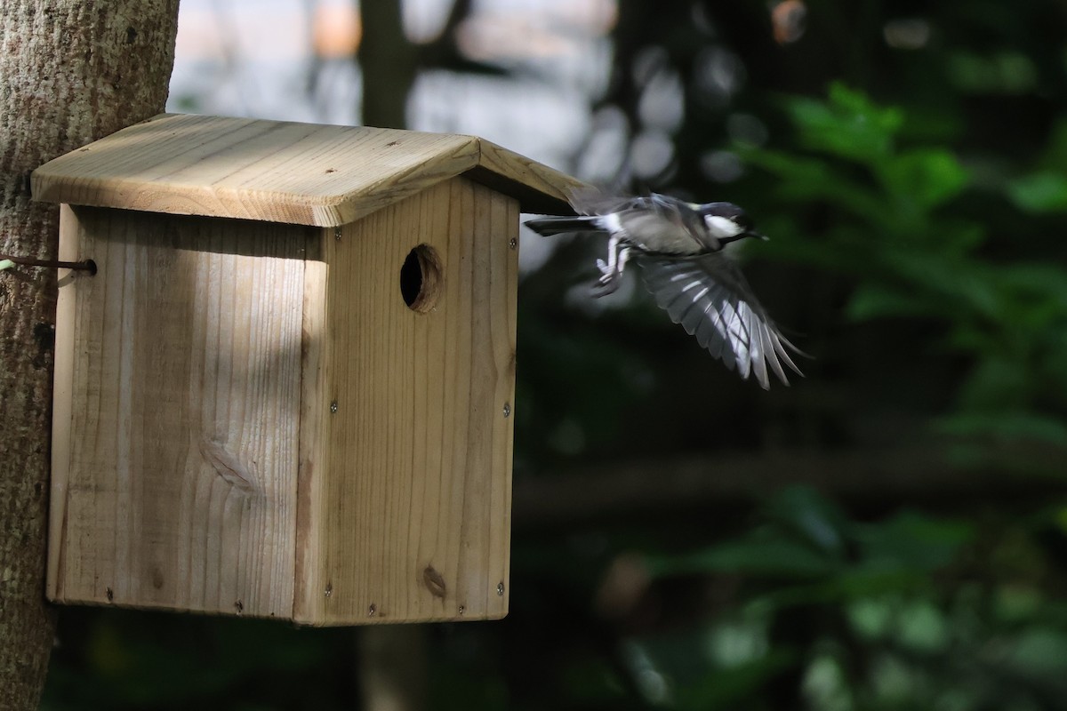 Japanese Tit - 瑞珍 楊