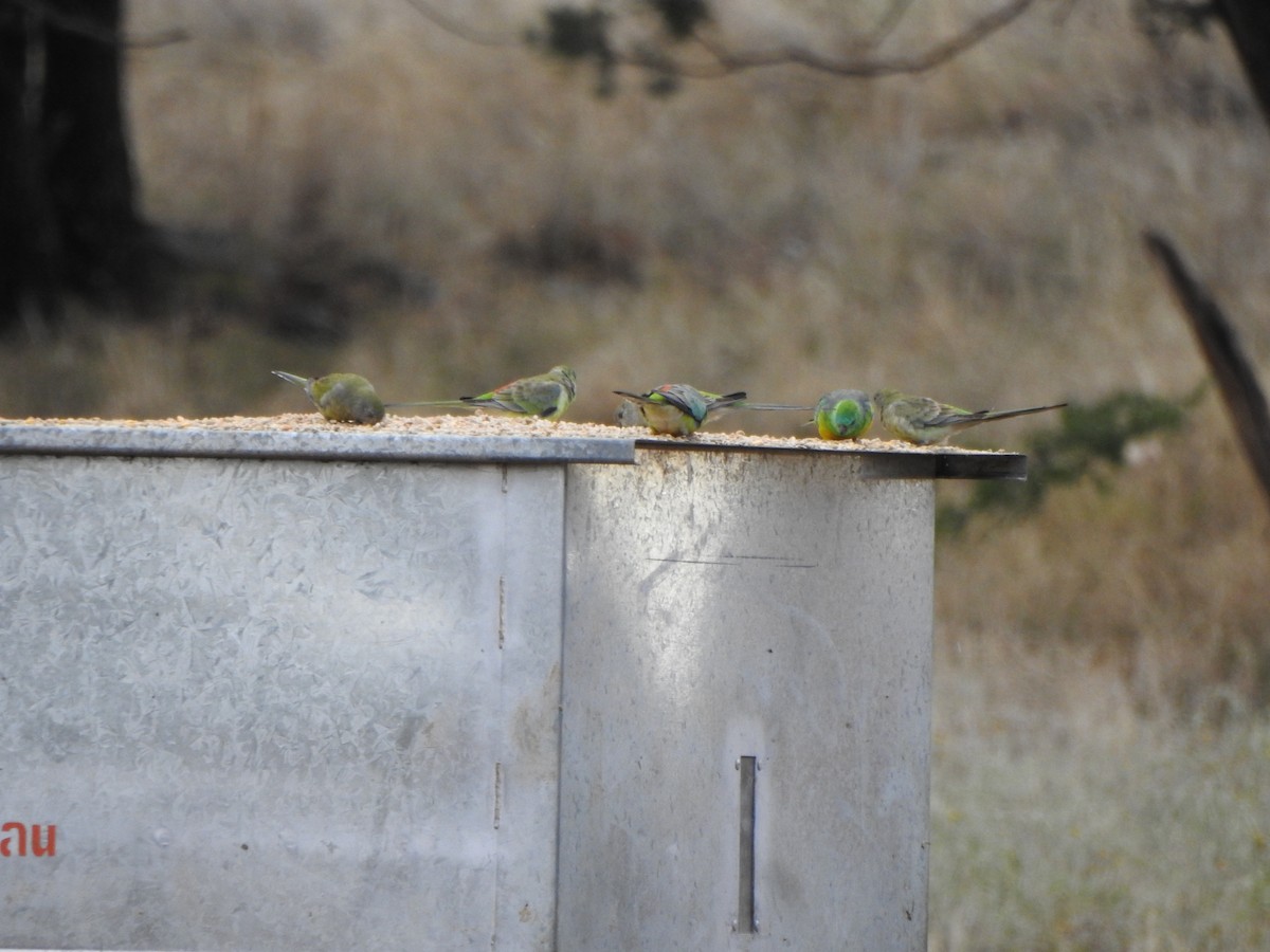 Red-rumped Parrot - ML619559214