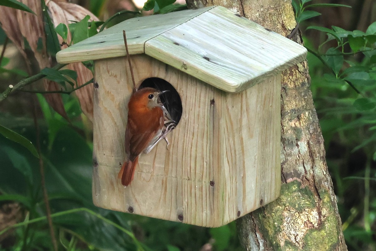 Okinawa Robin - ML619559217