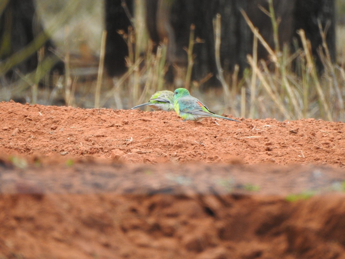 Red-rumped Parrot - DS Ridley