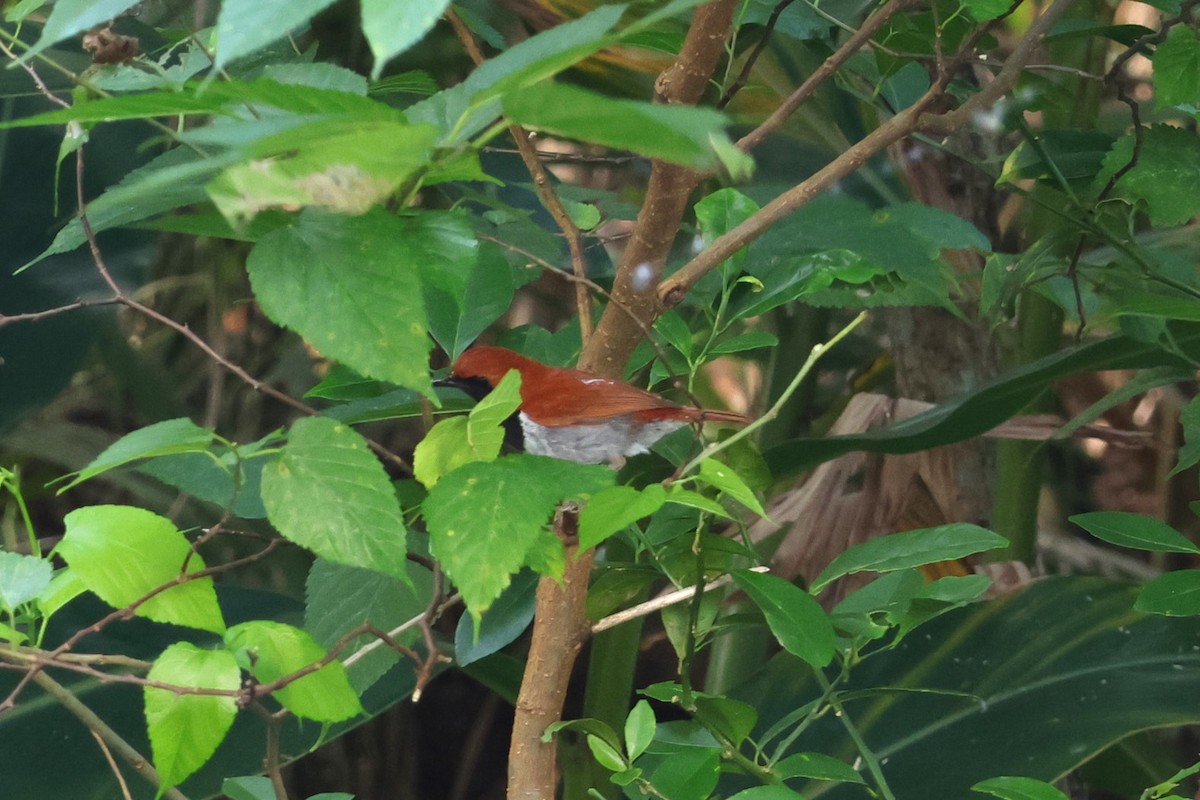 Ruiseñor de Okinawa (namiyei) - ML619559220