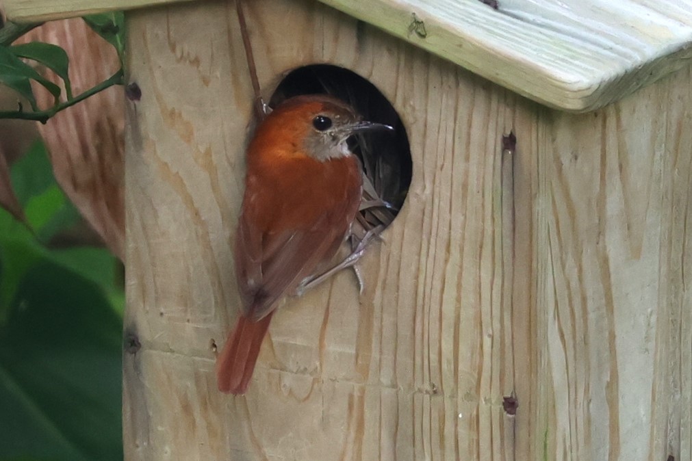 Okinawa Robin - 瑞珍 楊