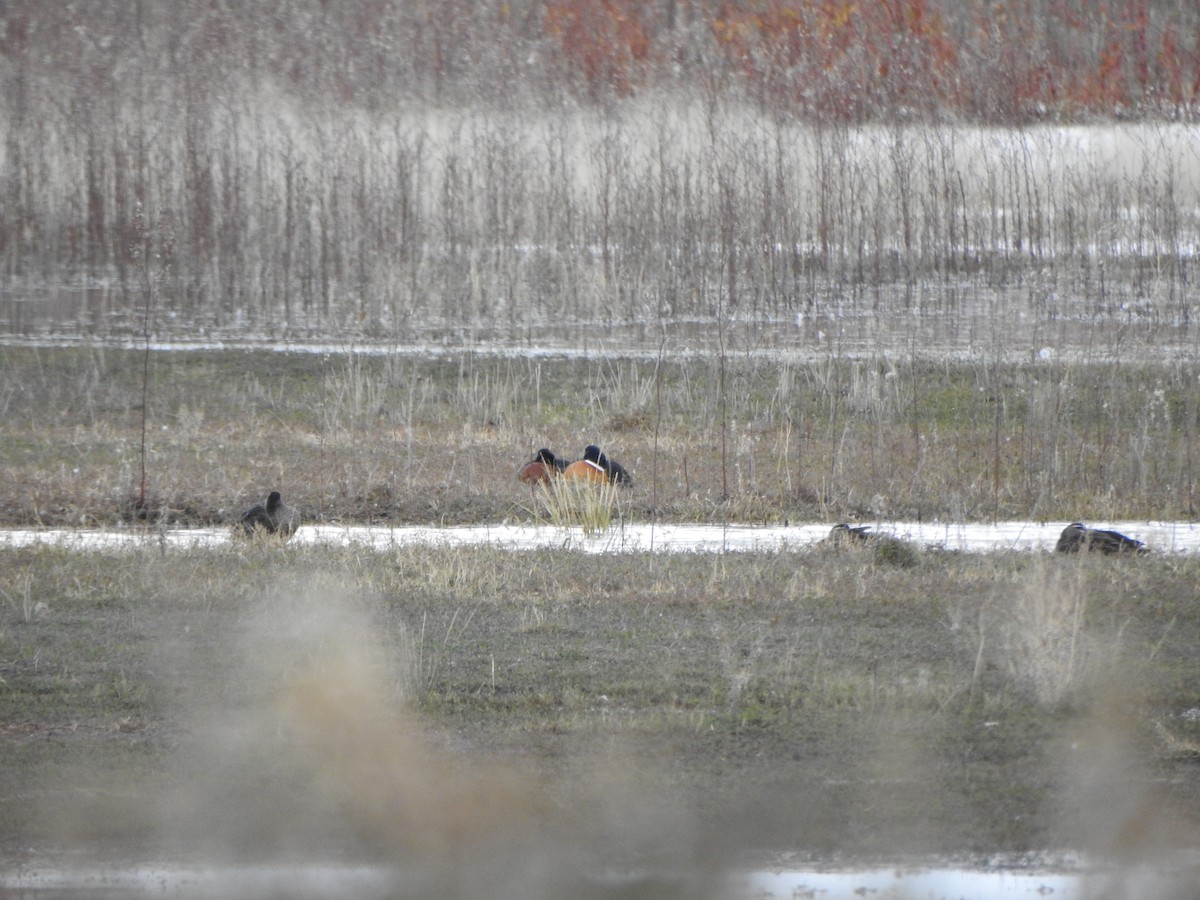 Australian Shelduck - DS Ridley