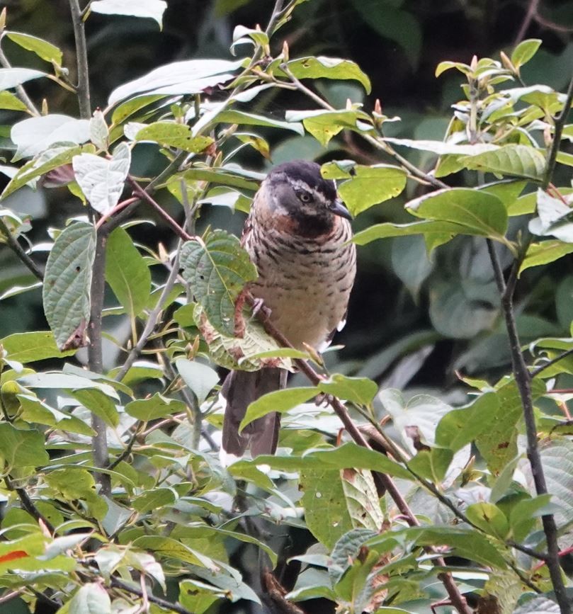 Spotted Laughingthrush - Zhongyu Wang