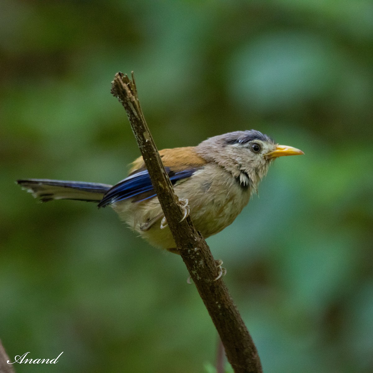 Blue-winged Minla - Anand Singh