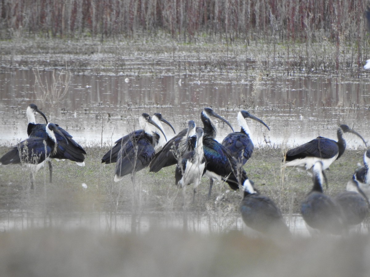 Straw-necked Ibis - DS Ridley