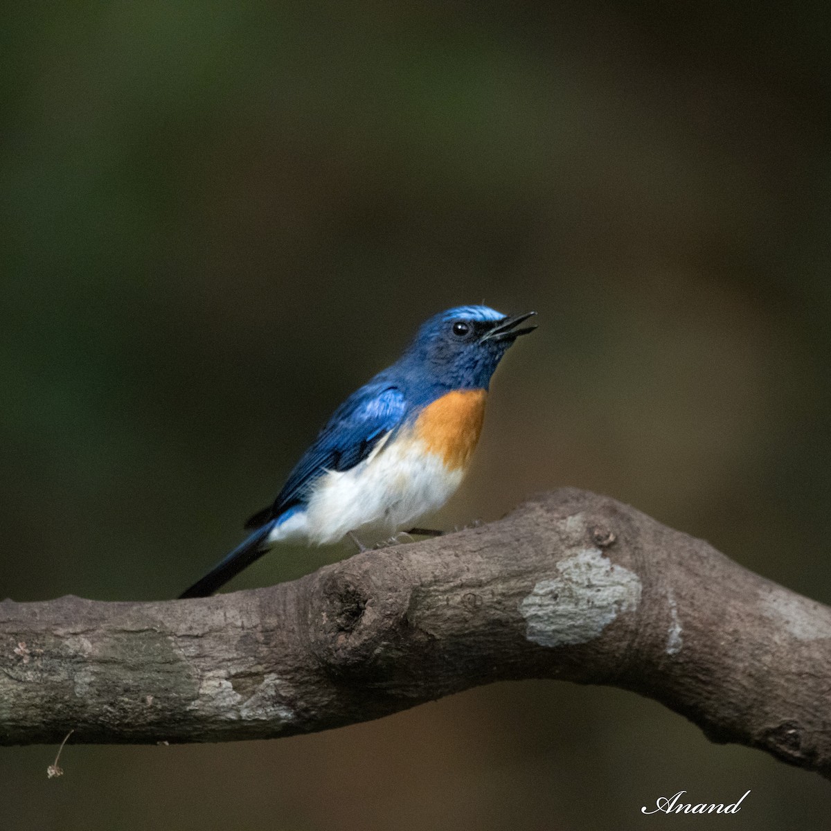 Blue-throated Flycatcher - Anand Singh