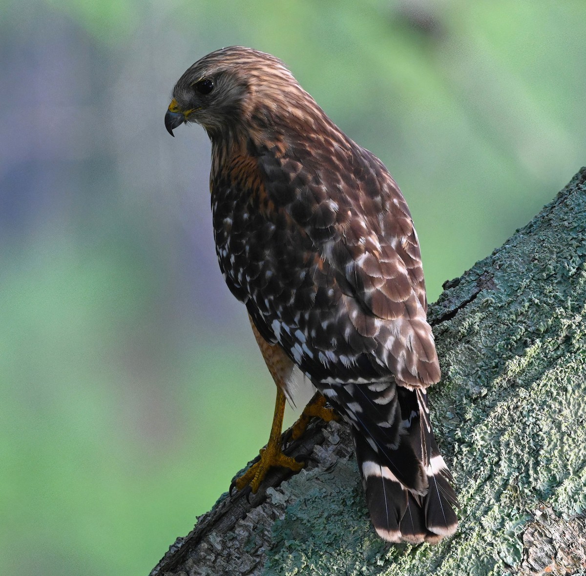 Red-shouldered Hawk - Ann Stinely