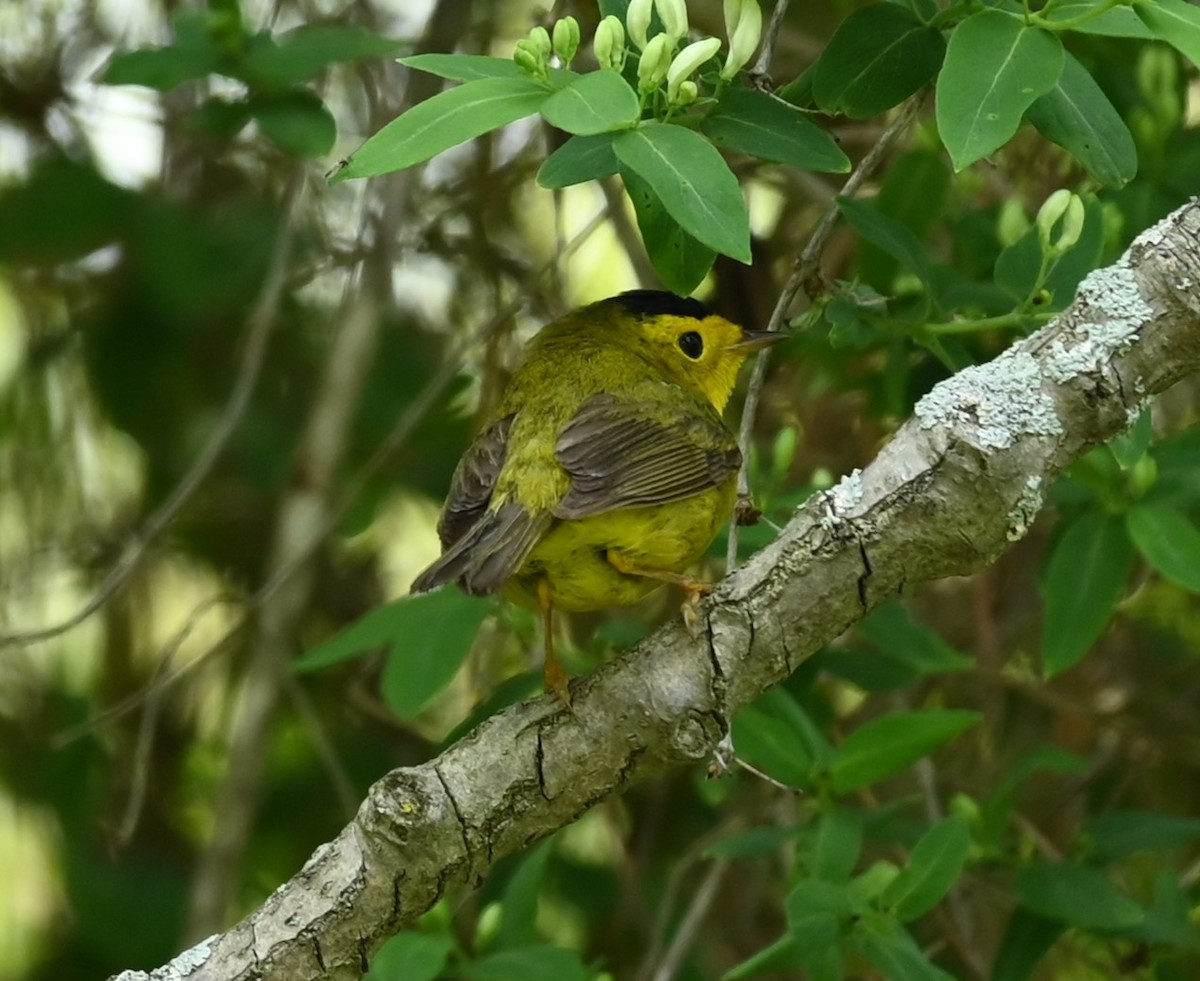 Wilson's Warbler - Nicolle and H-Boon Lee